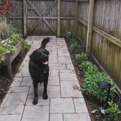 Evan Solar Path Lights, Set of 4